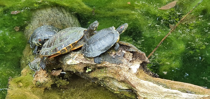 Tartarughe d’acqua