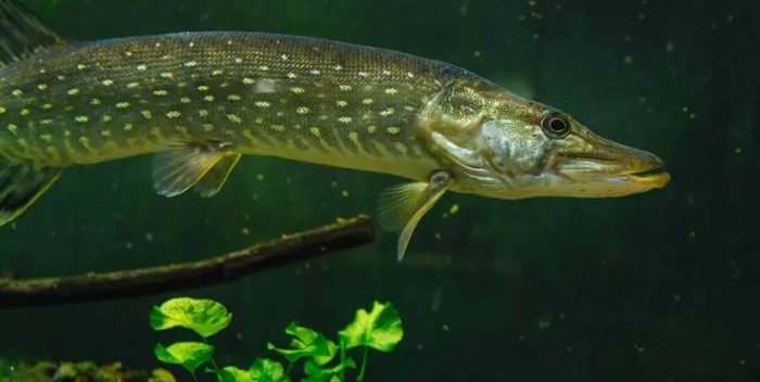 Torna a casa Luccio Lucius! Visita gioco per famiglie